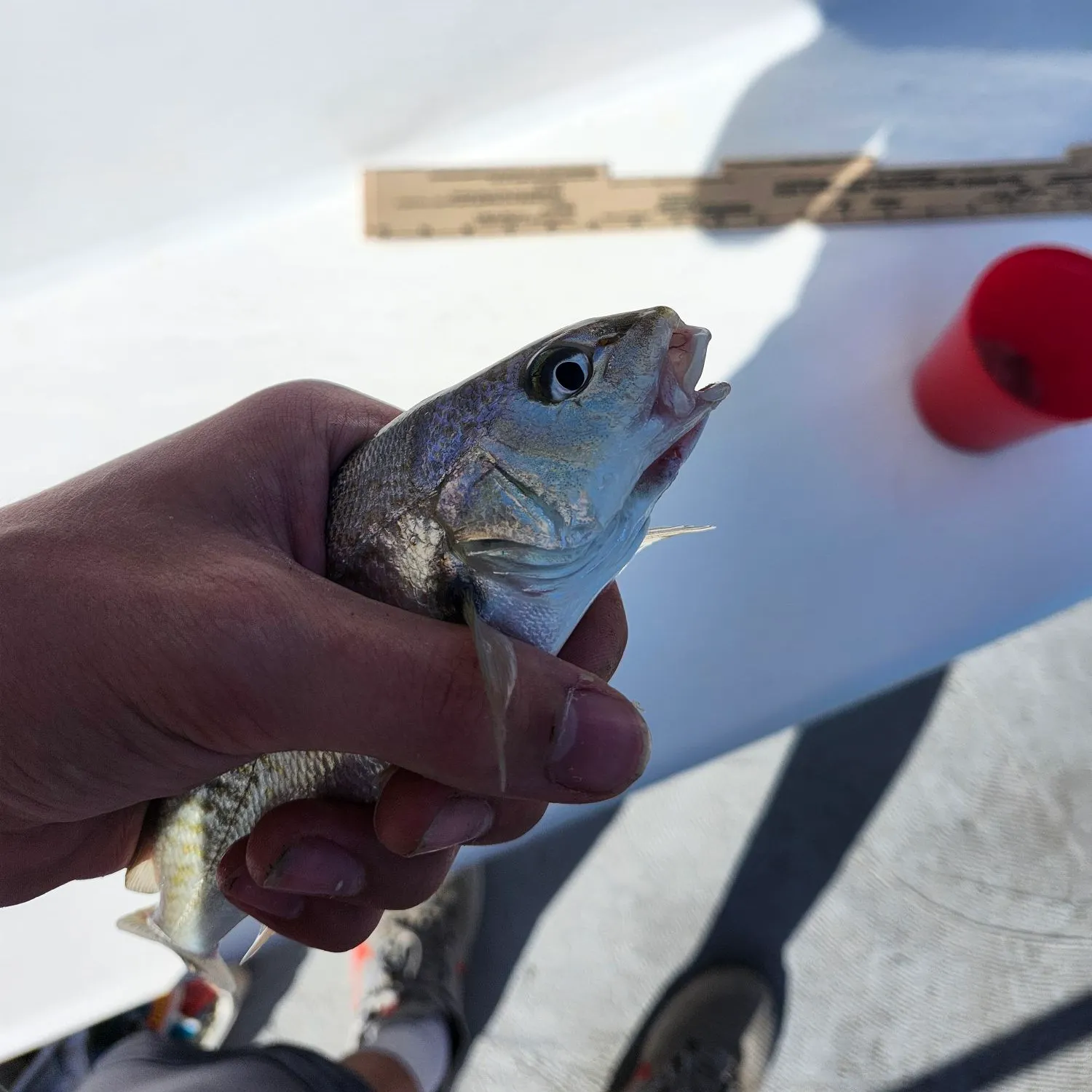 Atlantic croaker caught on Fishbrain