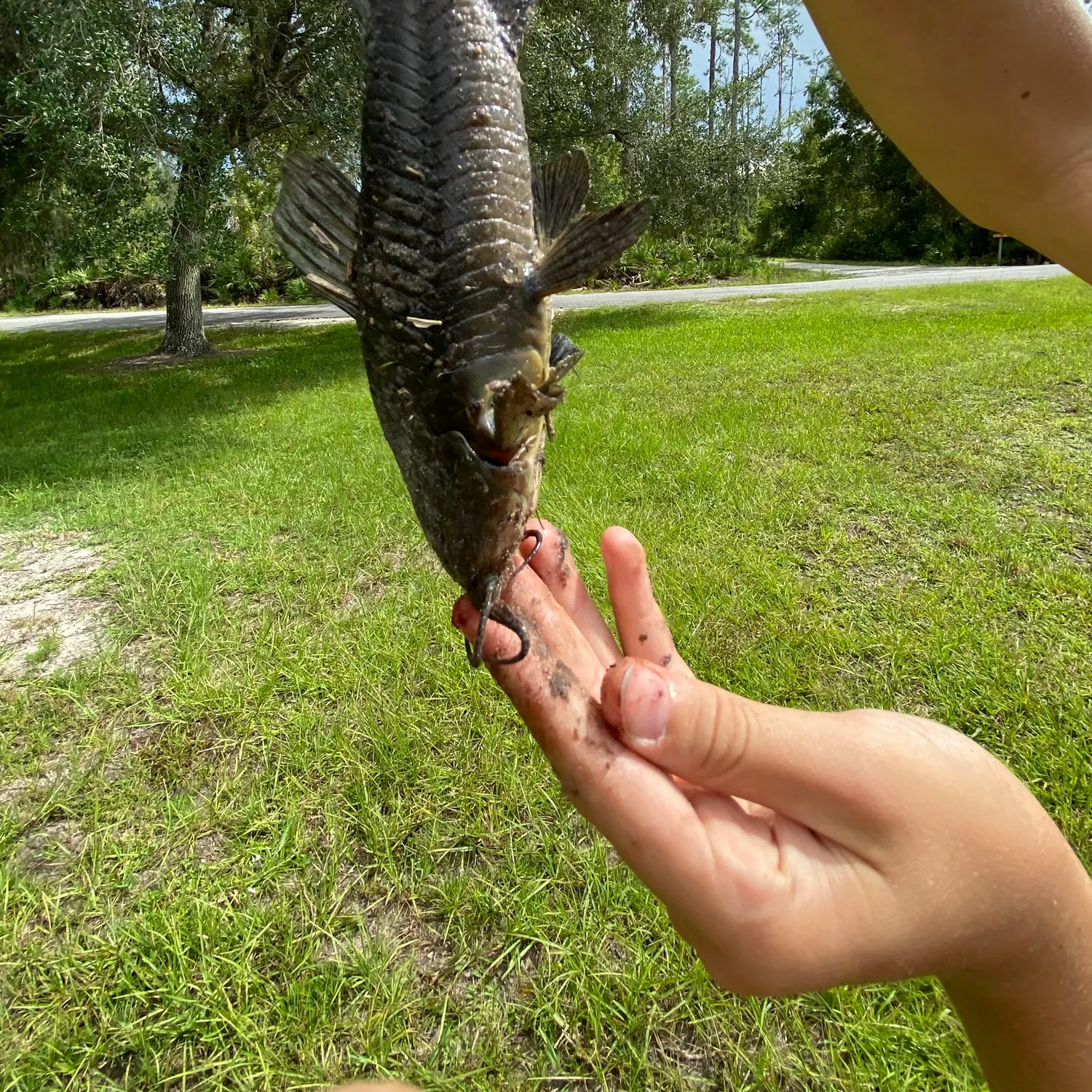 Suckermouth catfish caught on Fishbrain