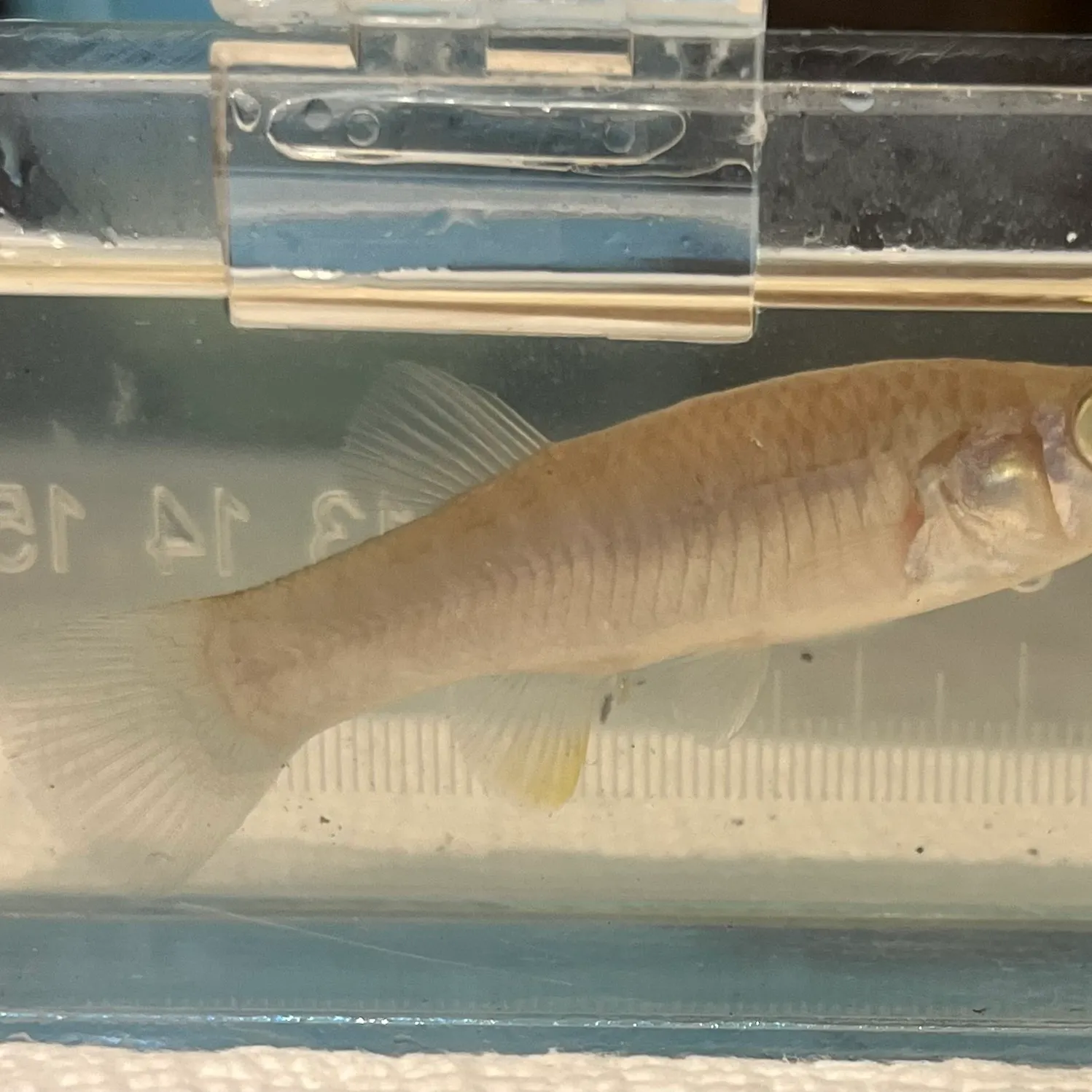 Gulf killifish caught on Fishbrain