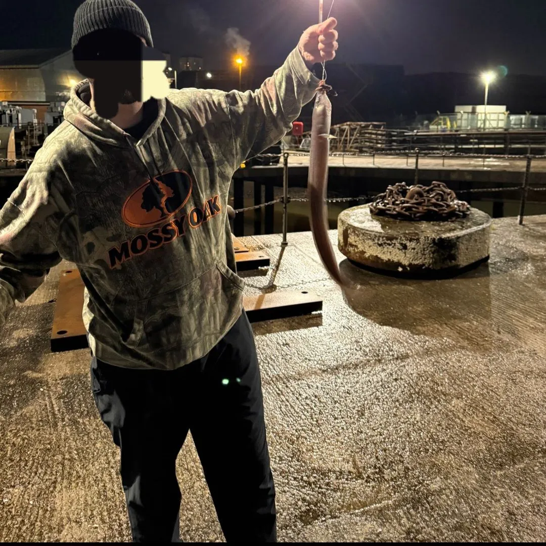 The most recent European conger catches on Fishbrain