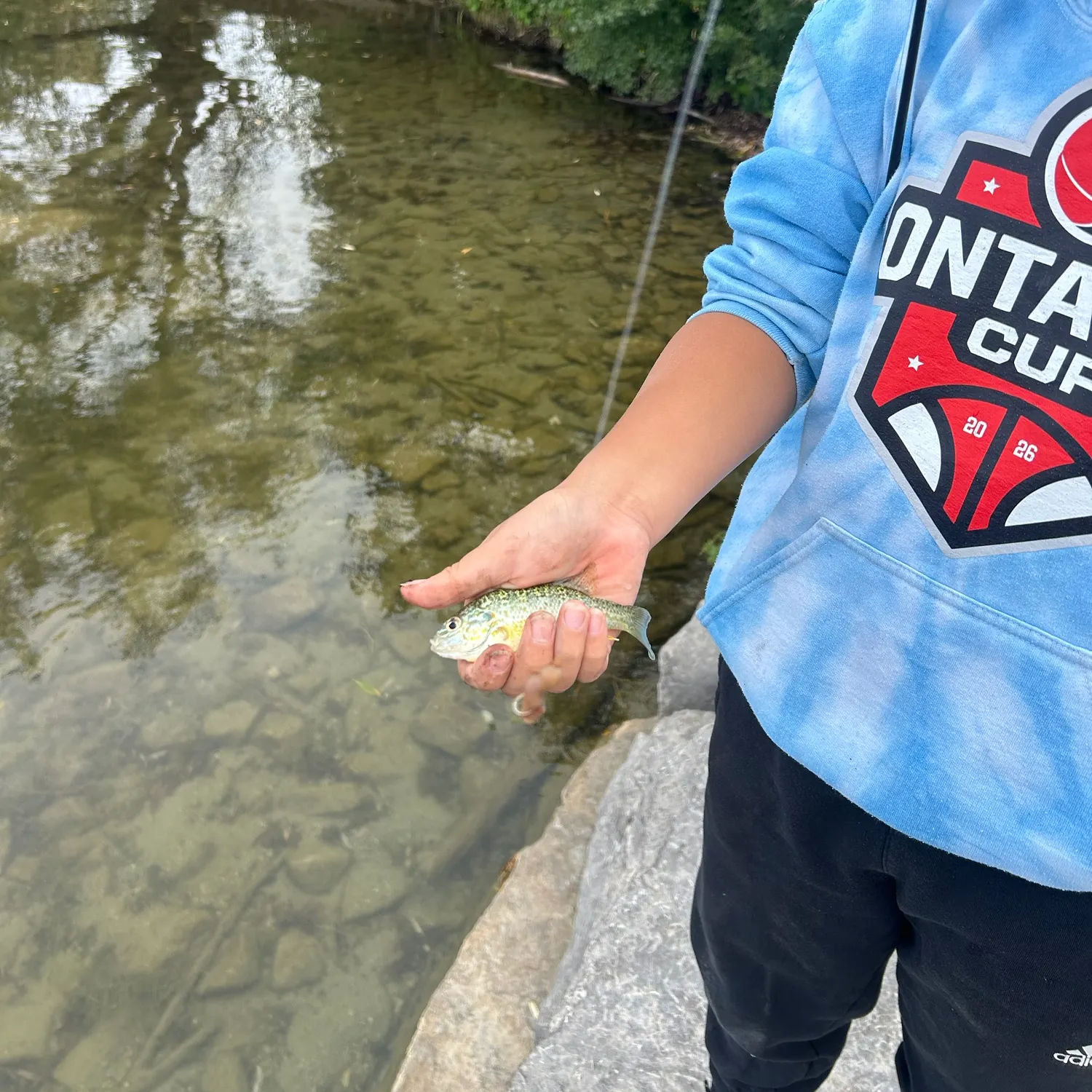 Pumpkinseed caught on Fishbrain