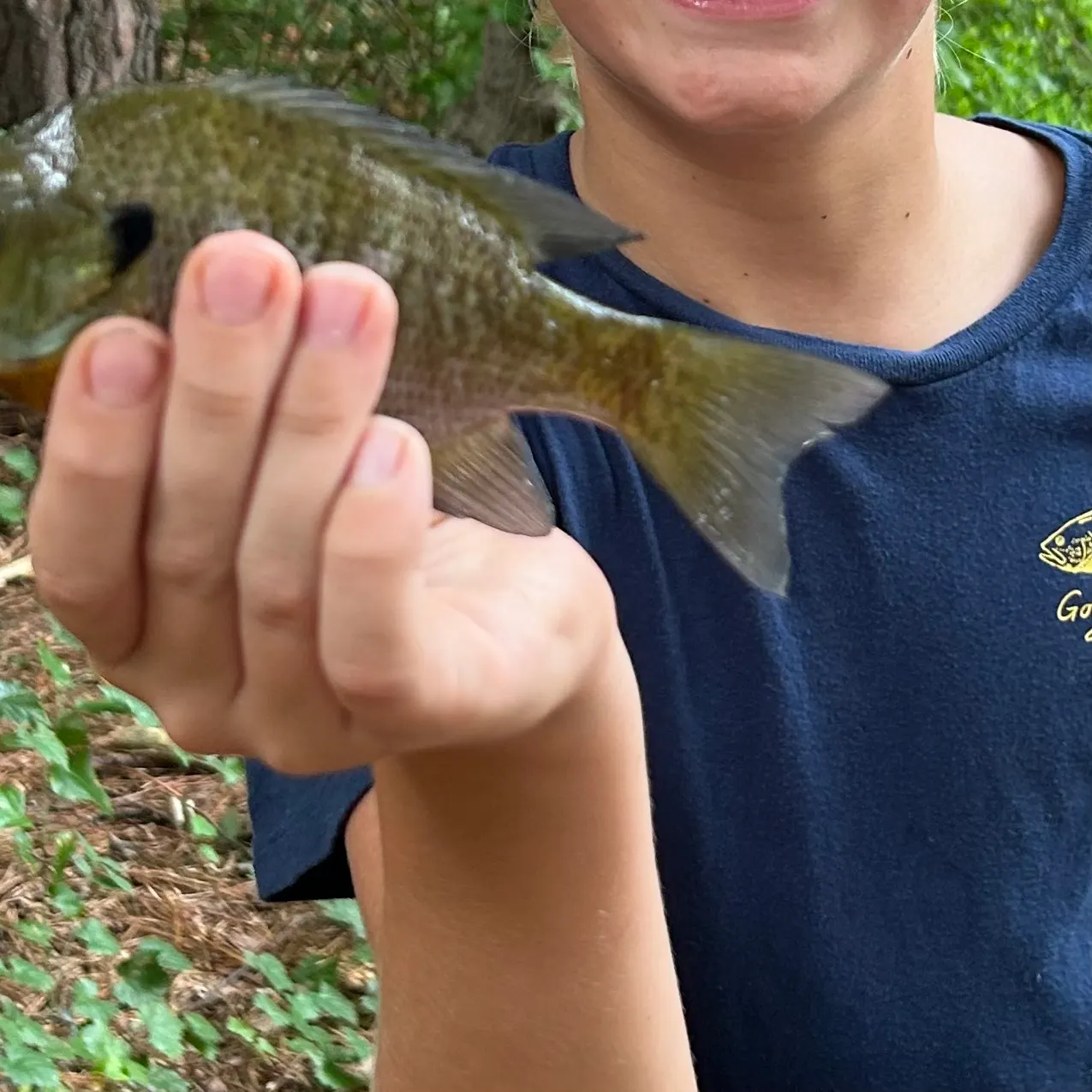 Bluegill caught on Fishbrain