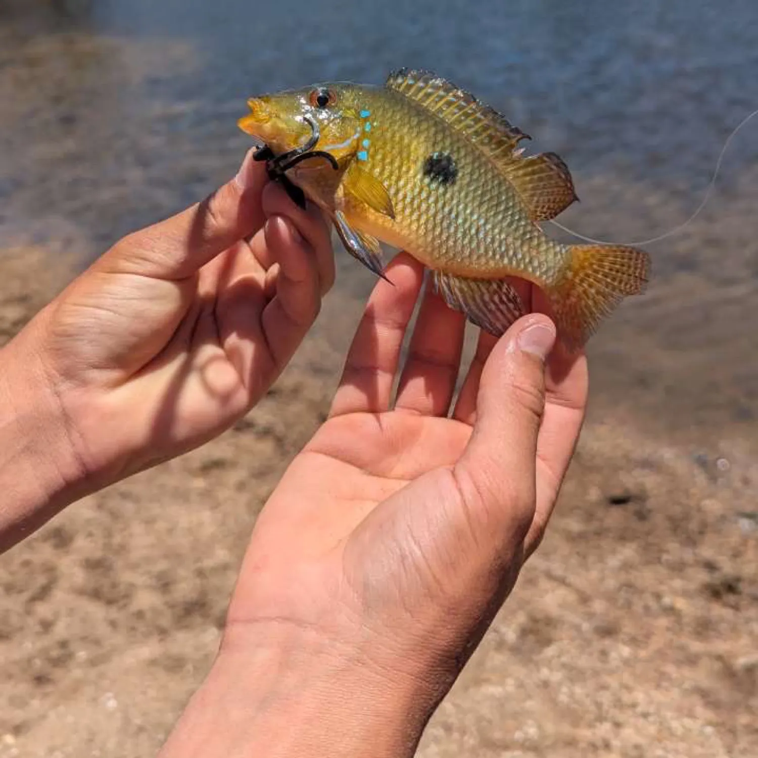 The most recent Rio Grande cichlid catches on Fishbrain