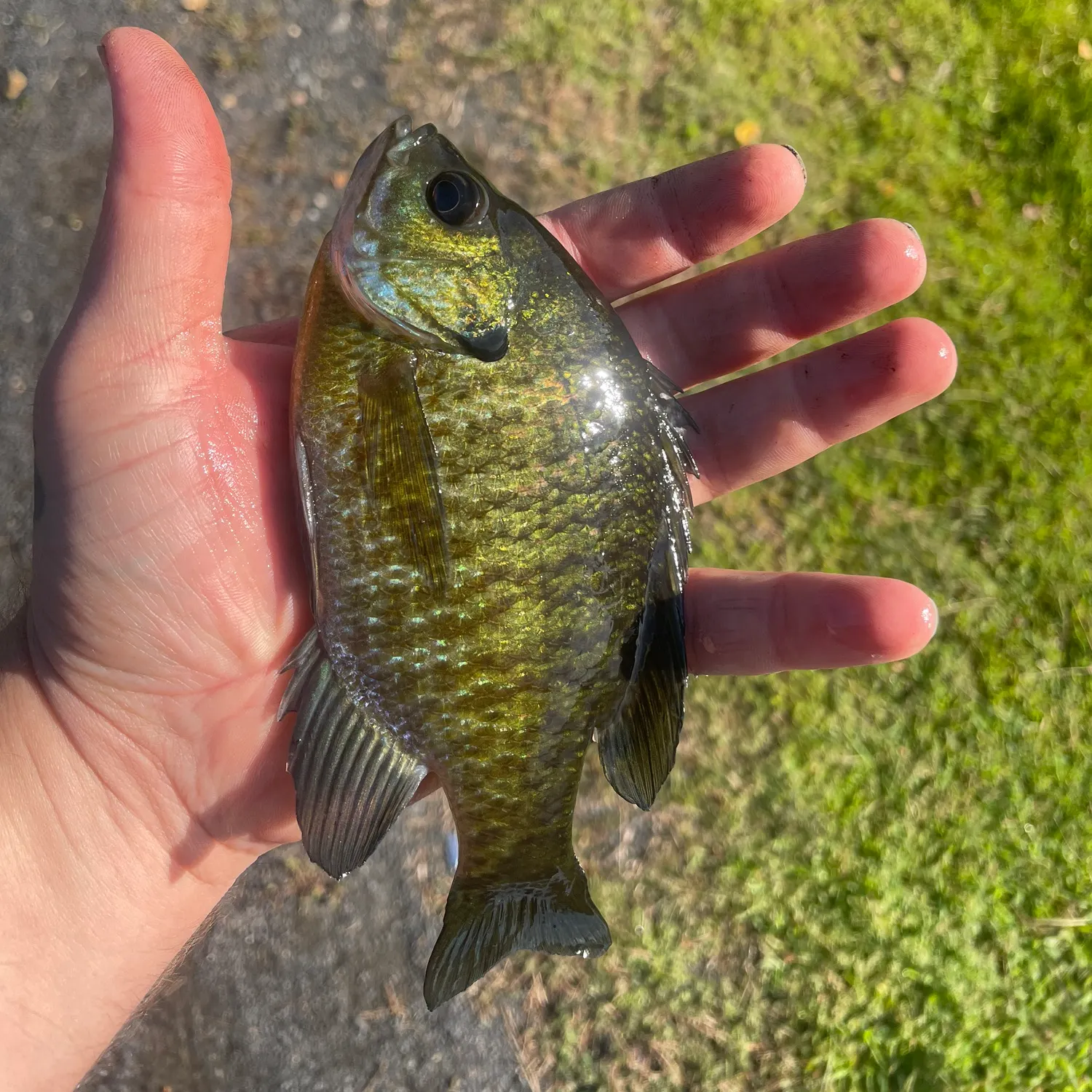 Bluegill caught on Fishbrain