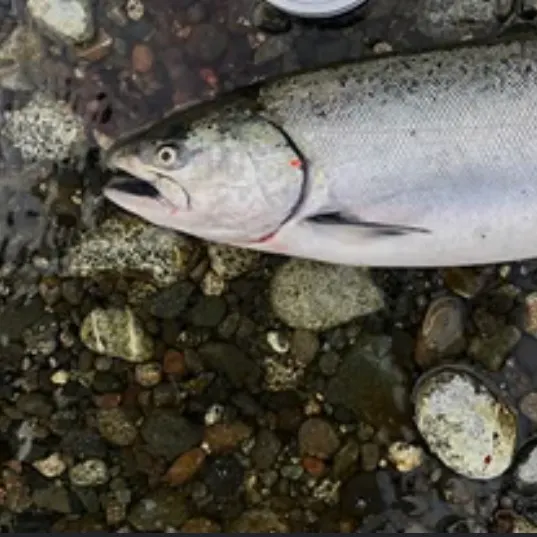 Chinook salmon caught on Fishbrain