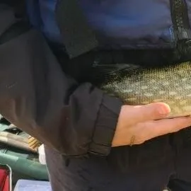 Northern pike caught on Fishbrain