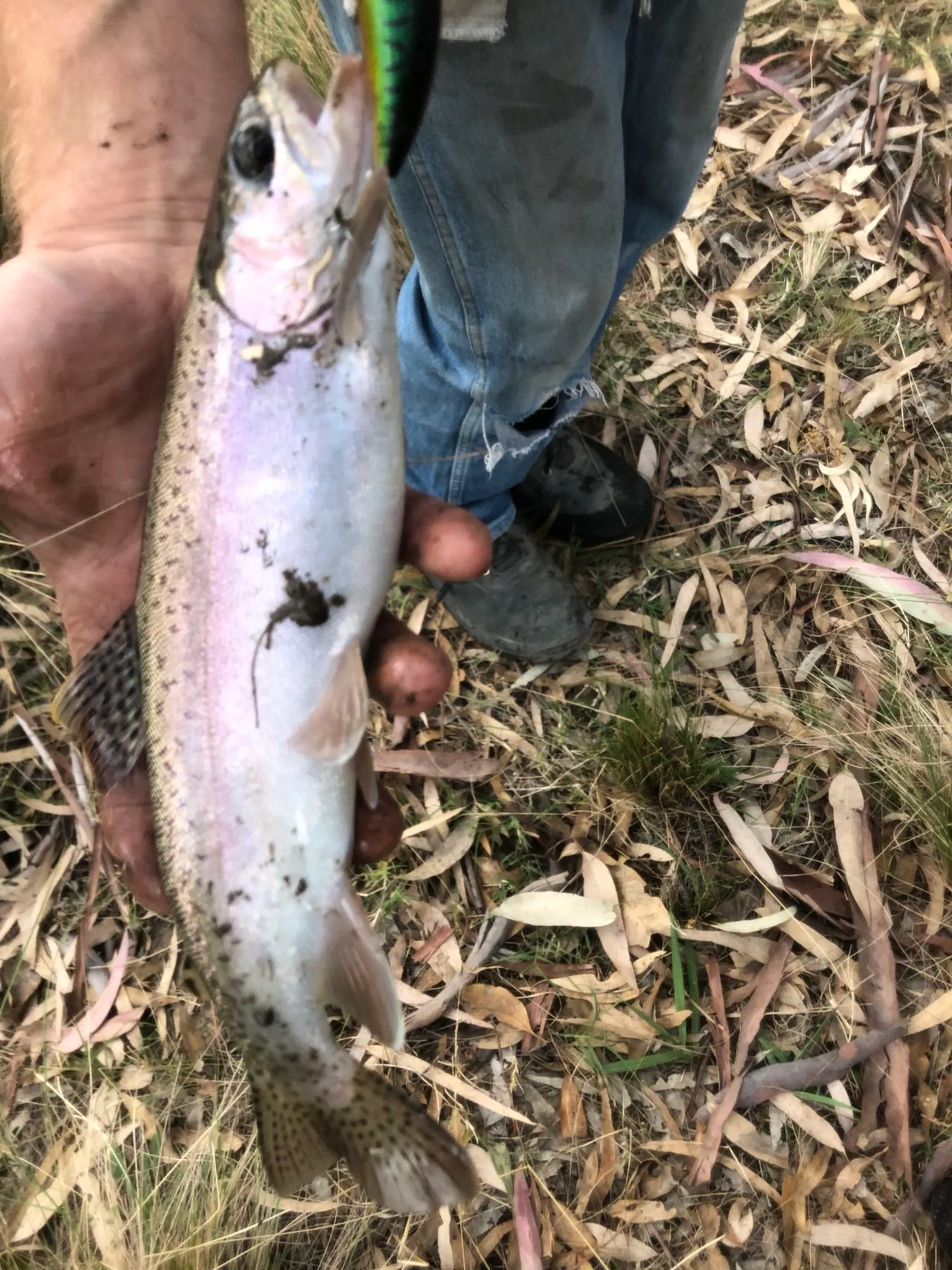 Post image from jasonstaples