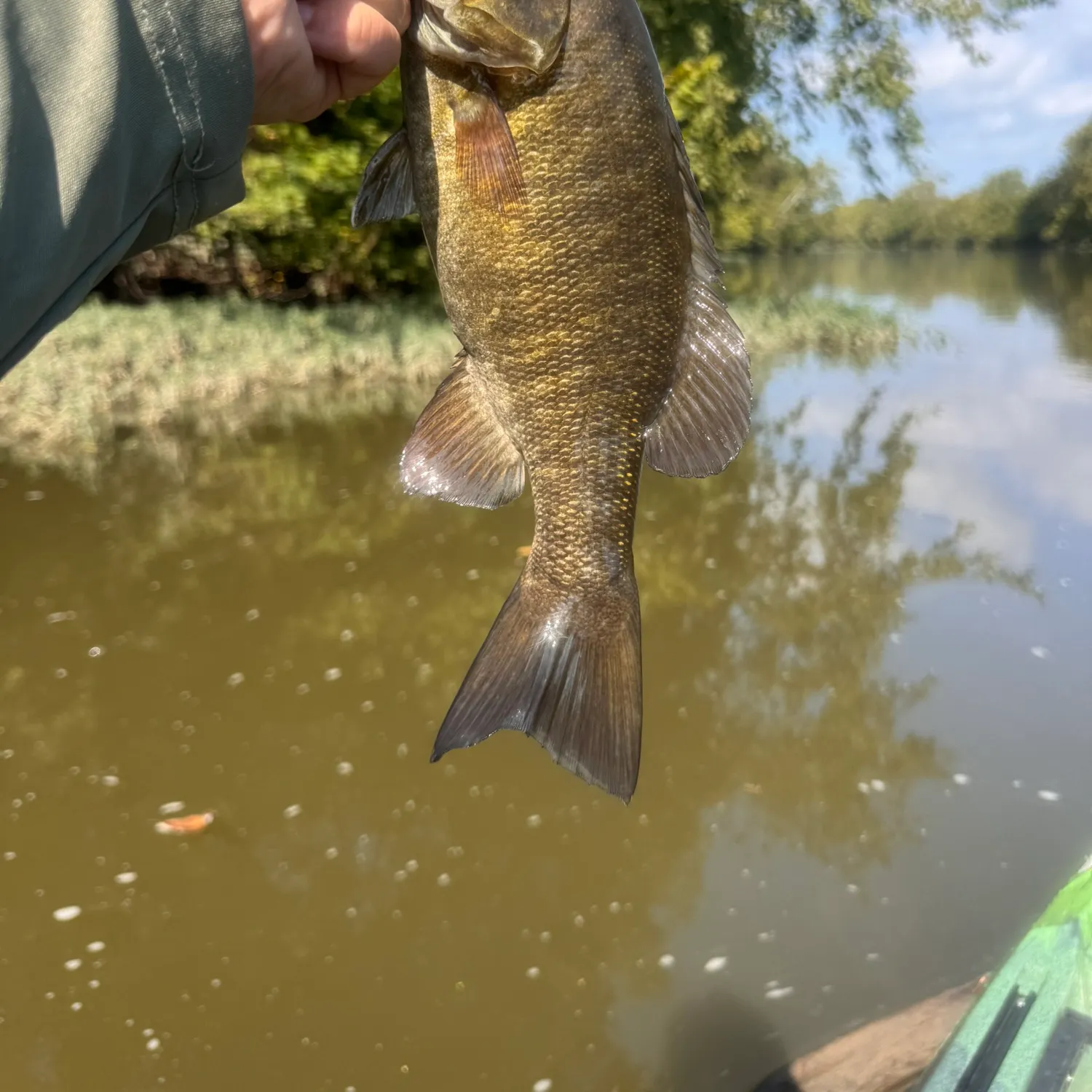 Smallmouth bass caught on Fishbrain