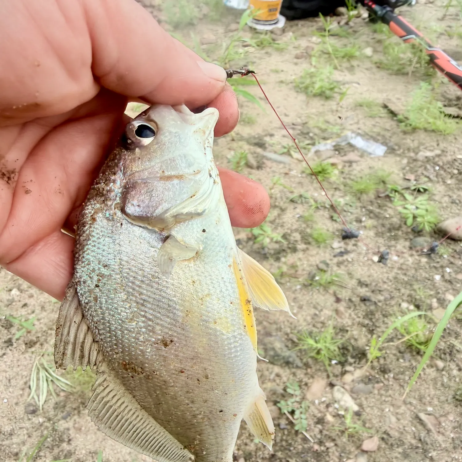 Freshwater drum caught on Fishbrain