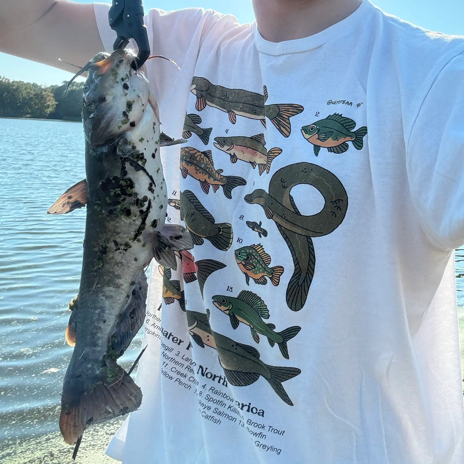 The most recent Brown bullhead catches on Fishbrain