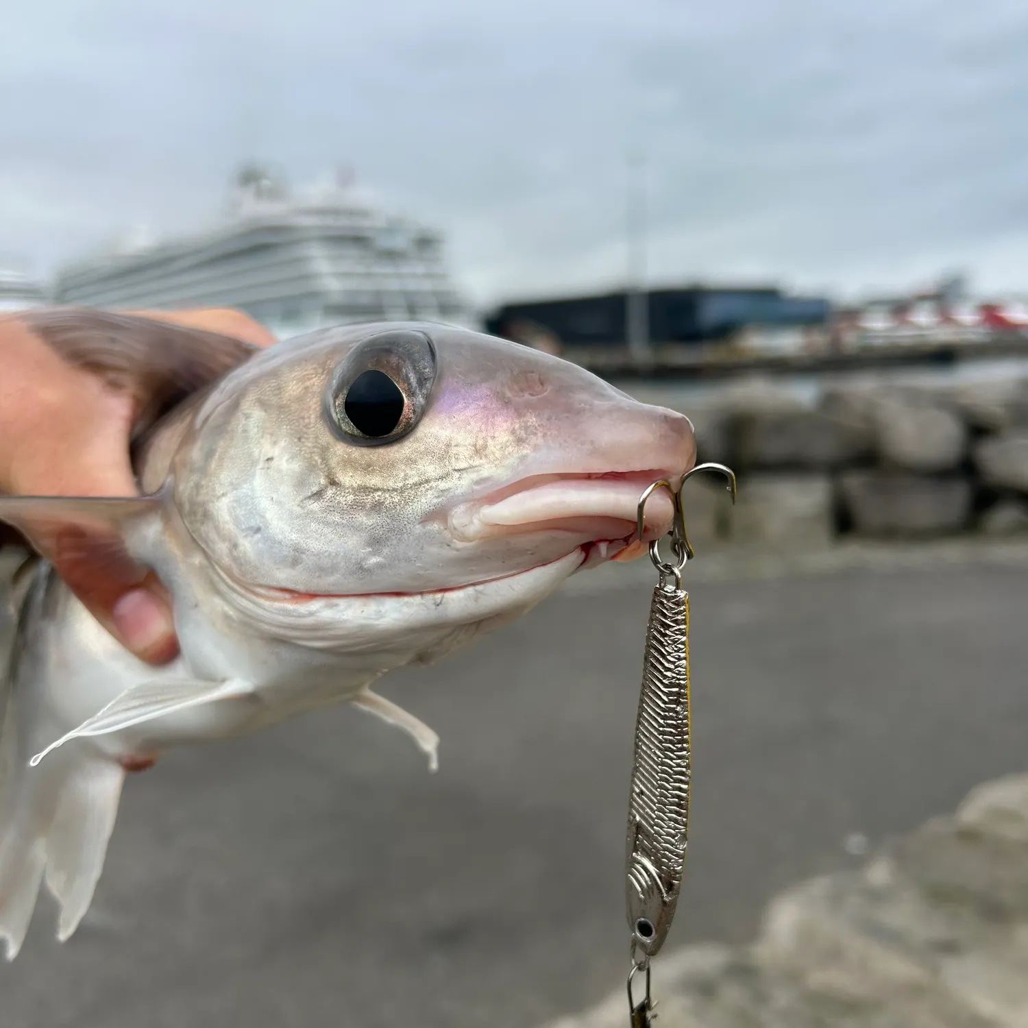 The most recent Haddock catches on Fishbrain