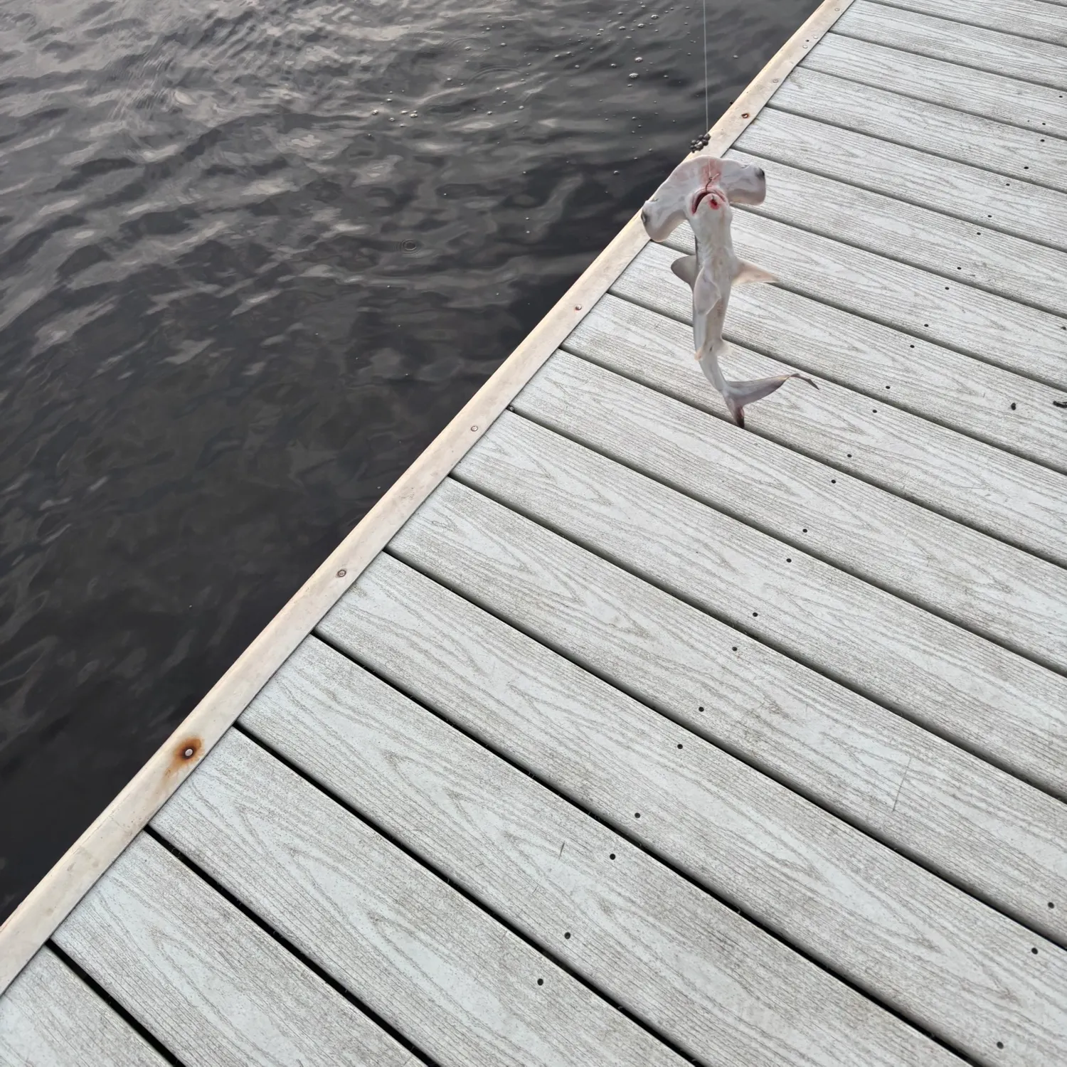 The most recent Bonnethead shark catches on Fishbrain