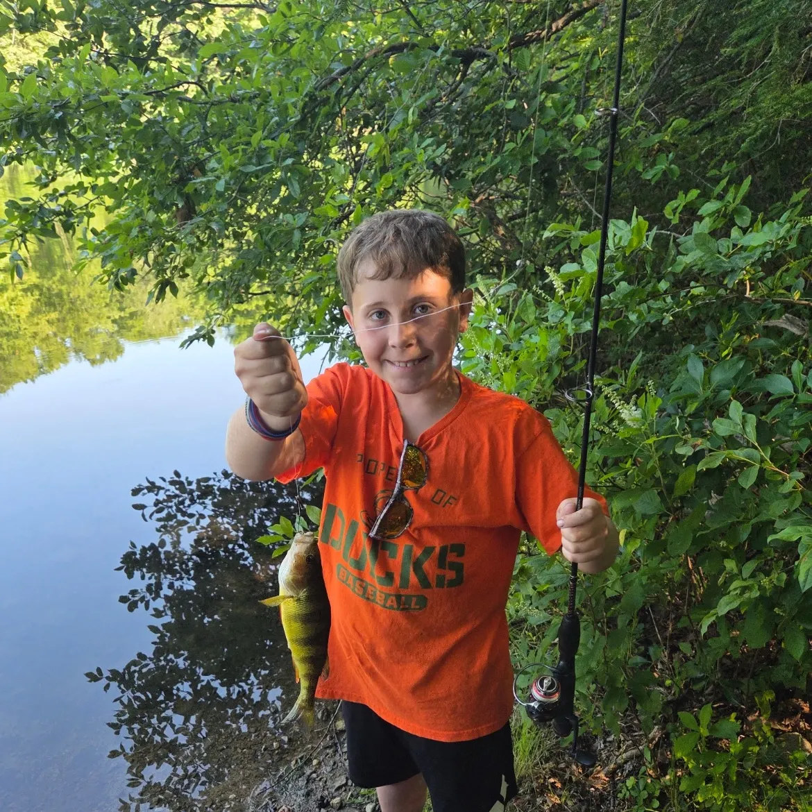 Yellow perch caught on Fishbrain