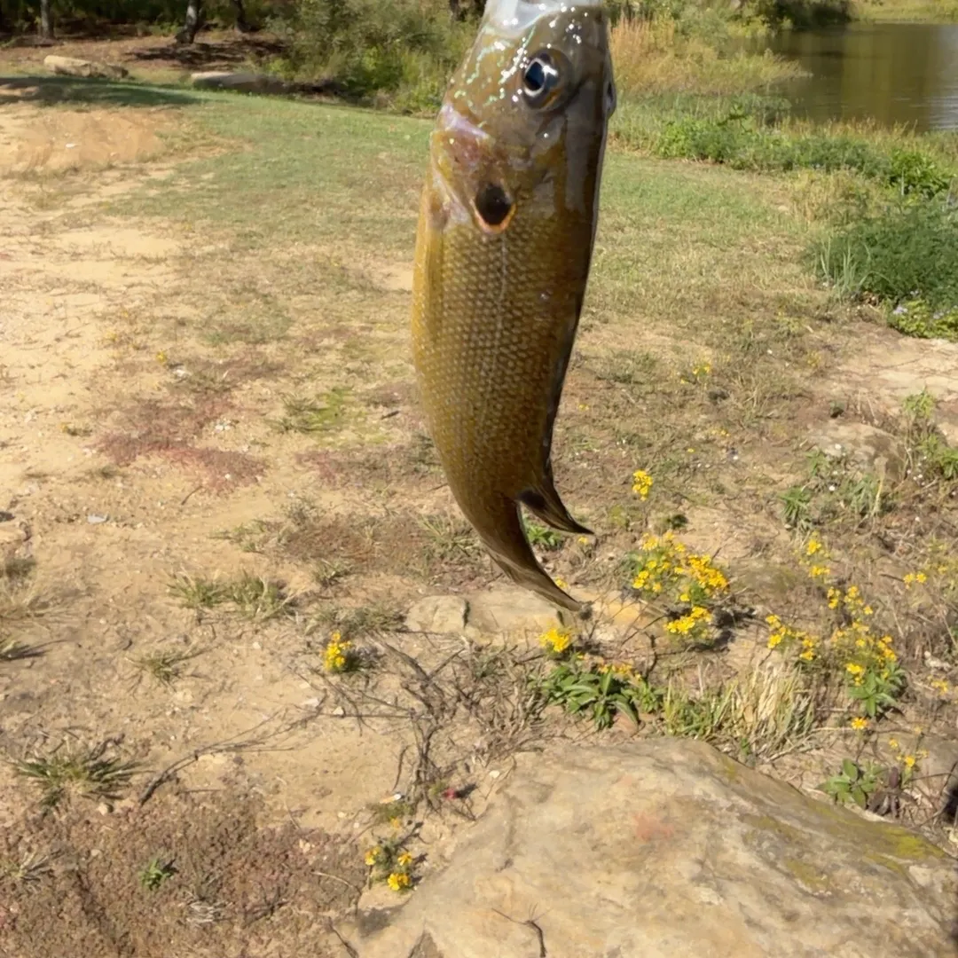 Green sunfish caught on Fishbrain