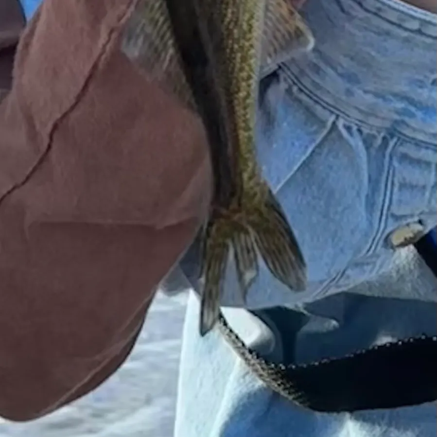Grass pickerel caught on Fishbrain