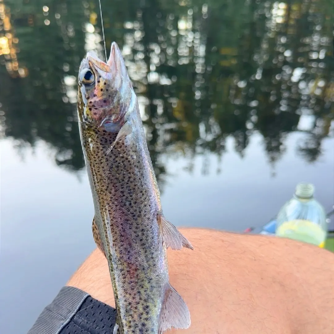 Rainbow trout caught on Fishbrain