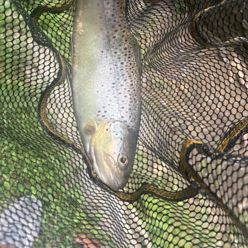 Brown trout caught on Fishbrain