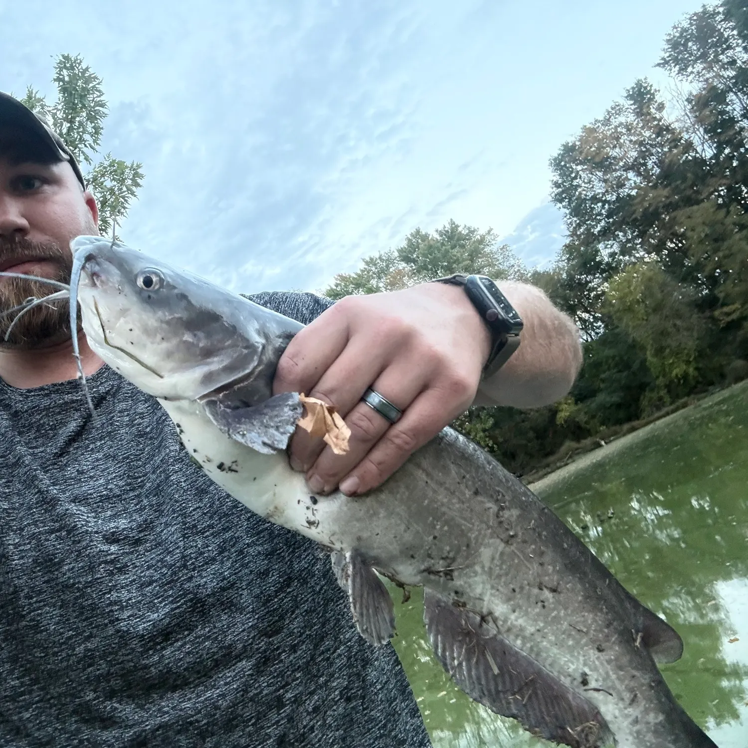 Channel catfish caught on Fishbrain