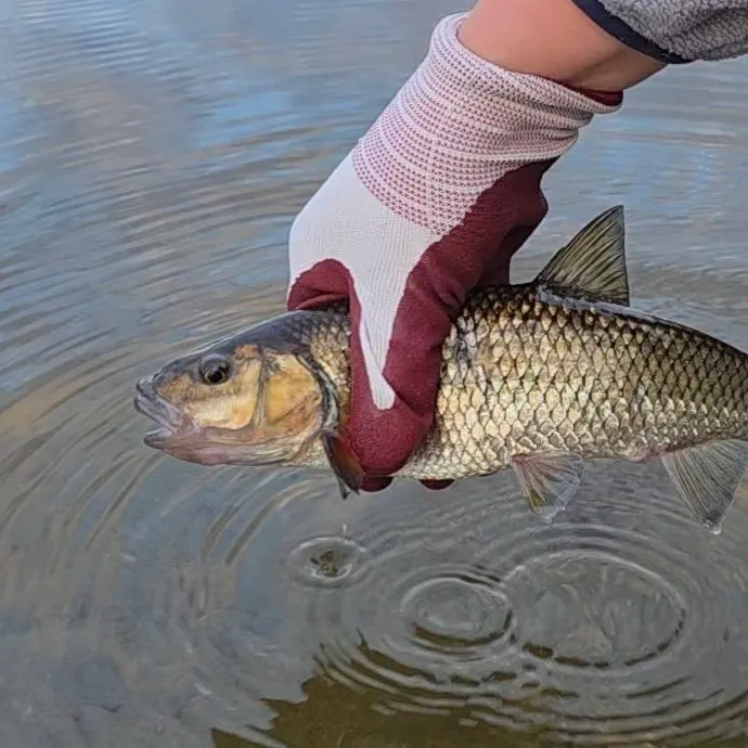 Fallfish caught on Fishbrain