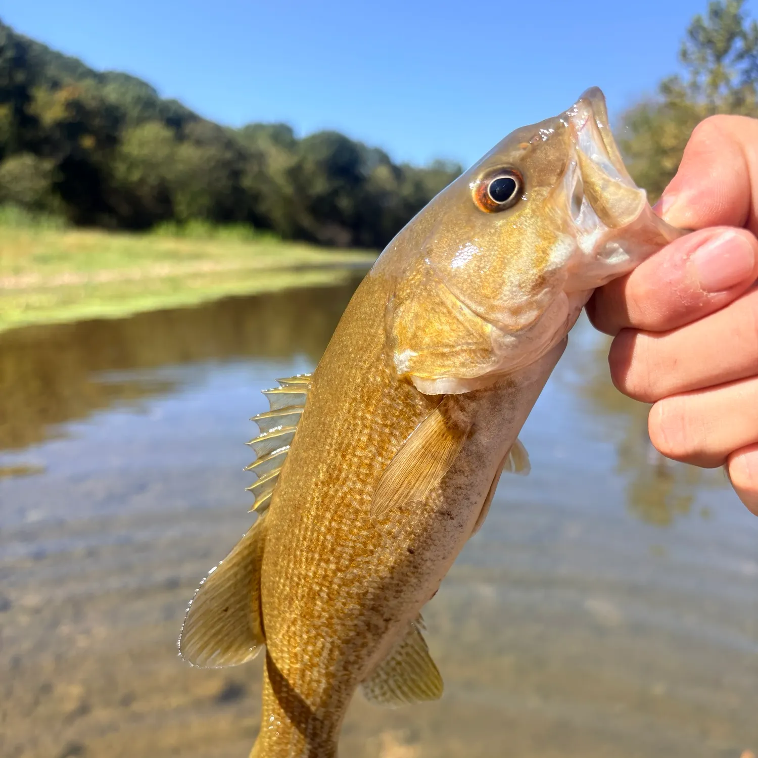 Smallmouth bass caught on Fishbrain