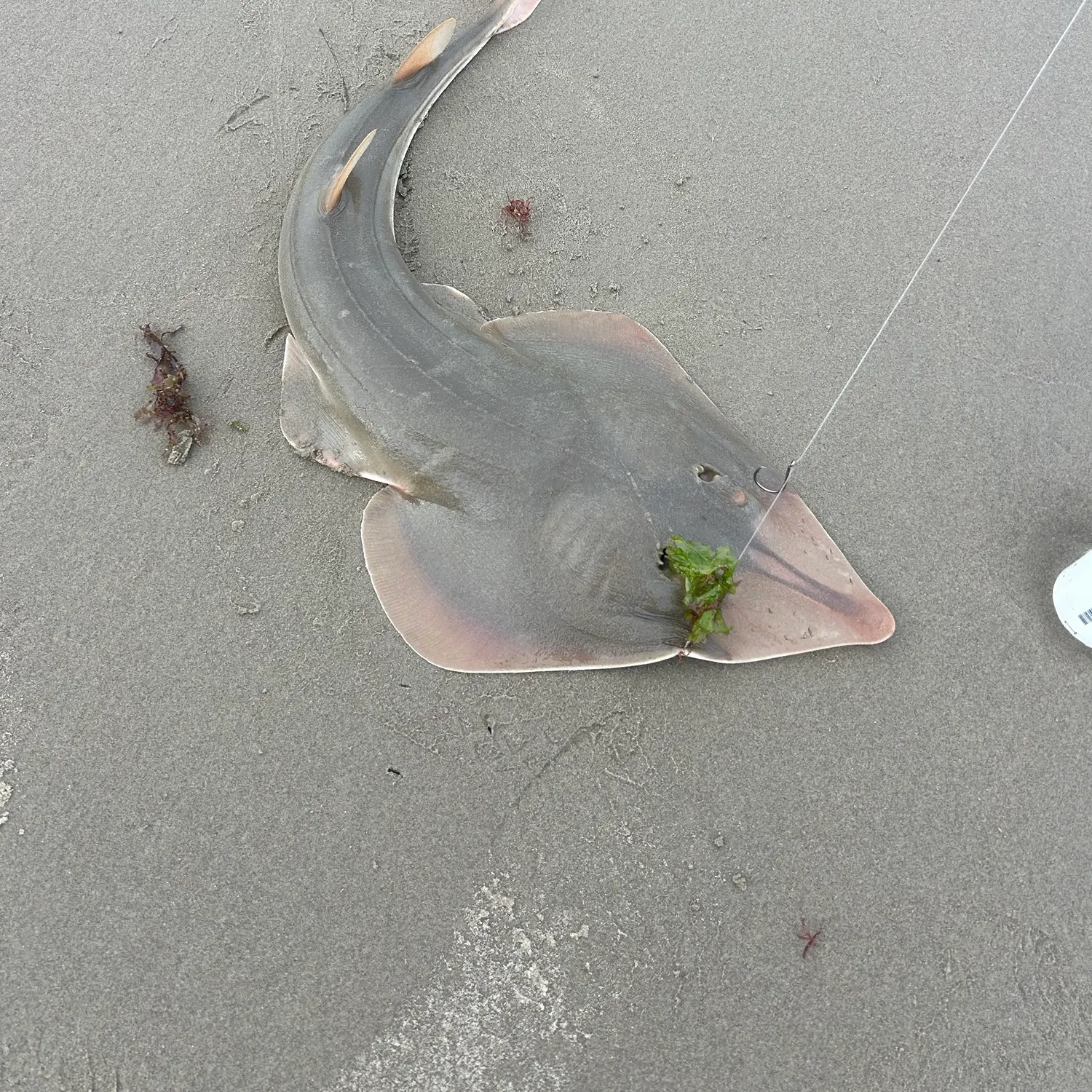 Pacific shovelnose guitarfish caught on Fishbrain