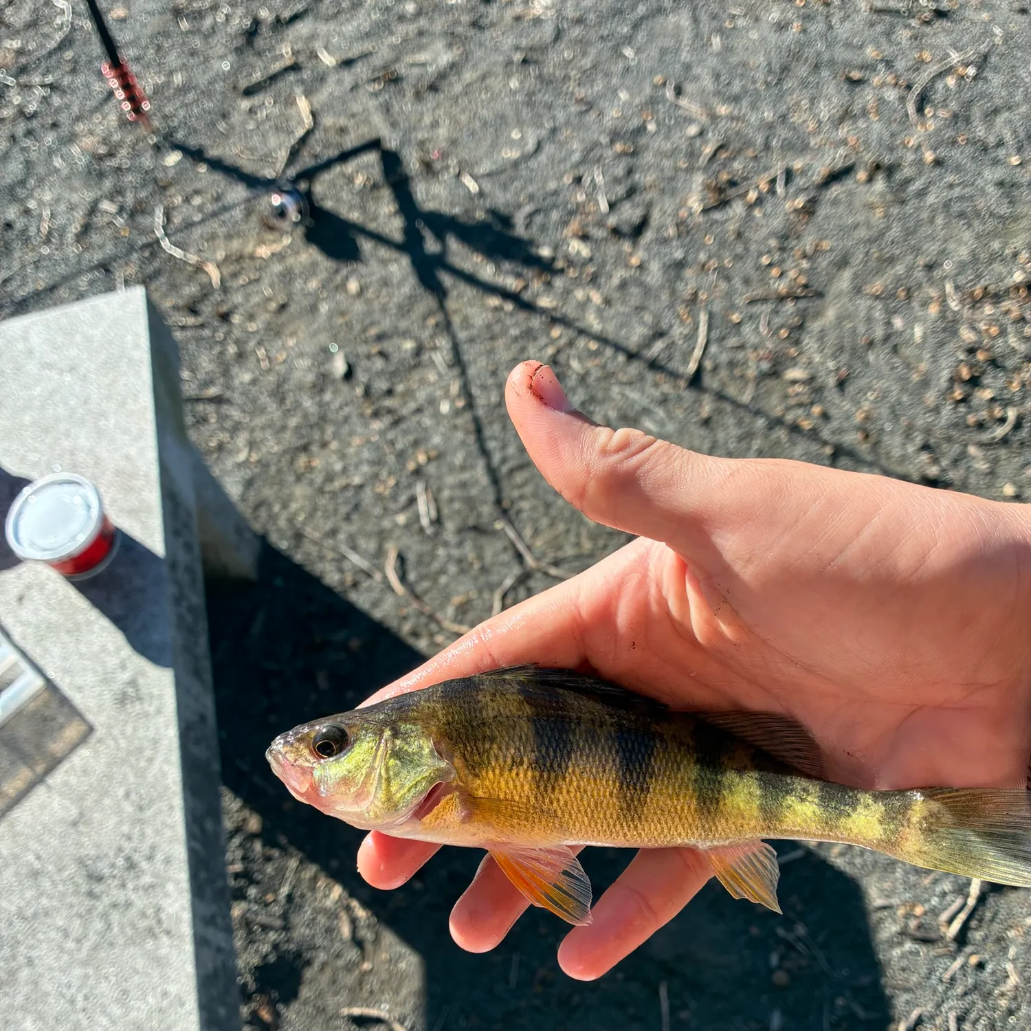 Yellow perch caught on Fishbrain