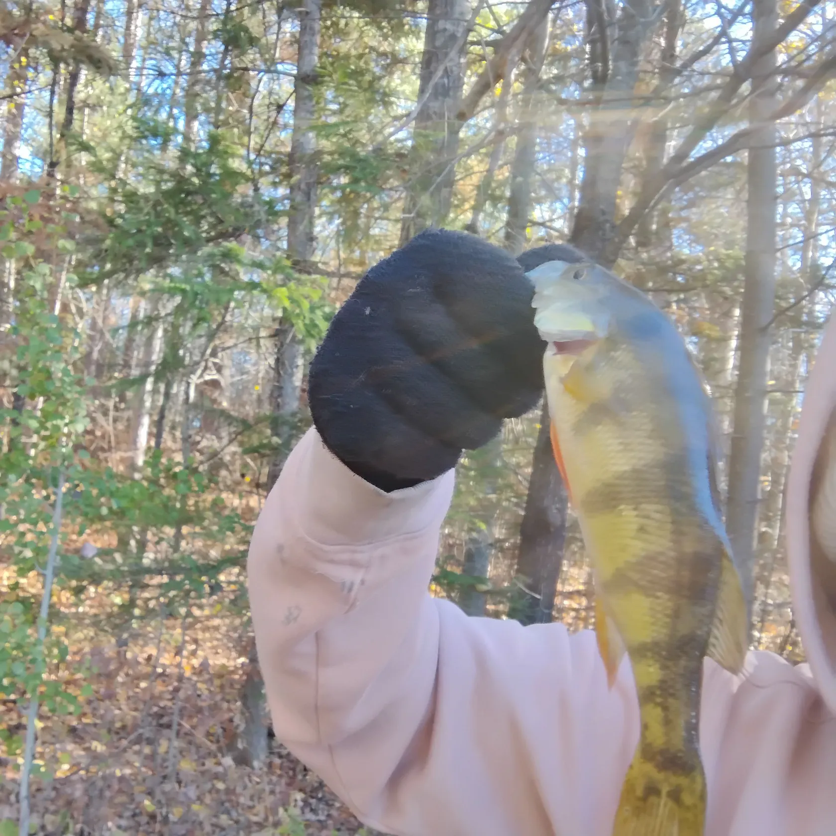 Yellow perch caught on Fishbrain