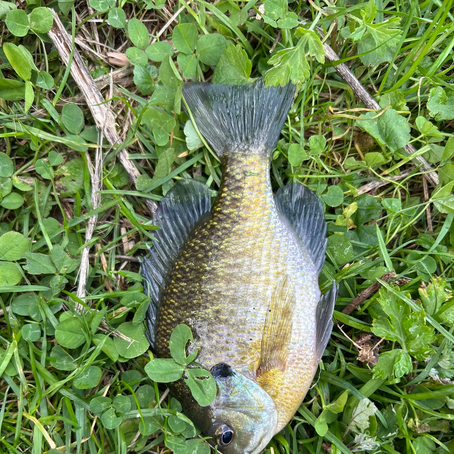 Fish caught on Fishbrain