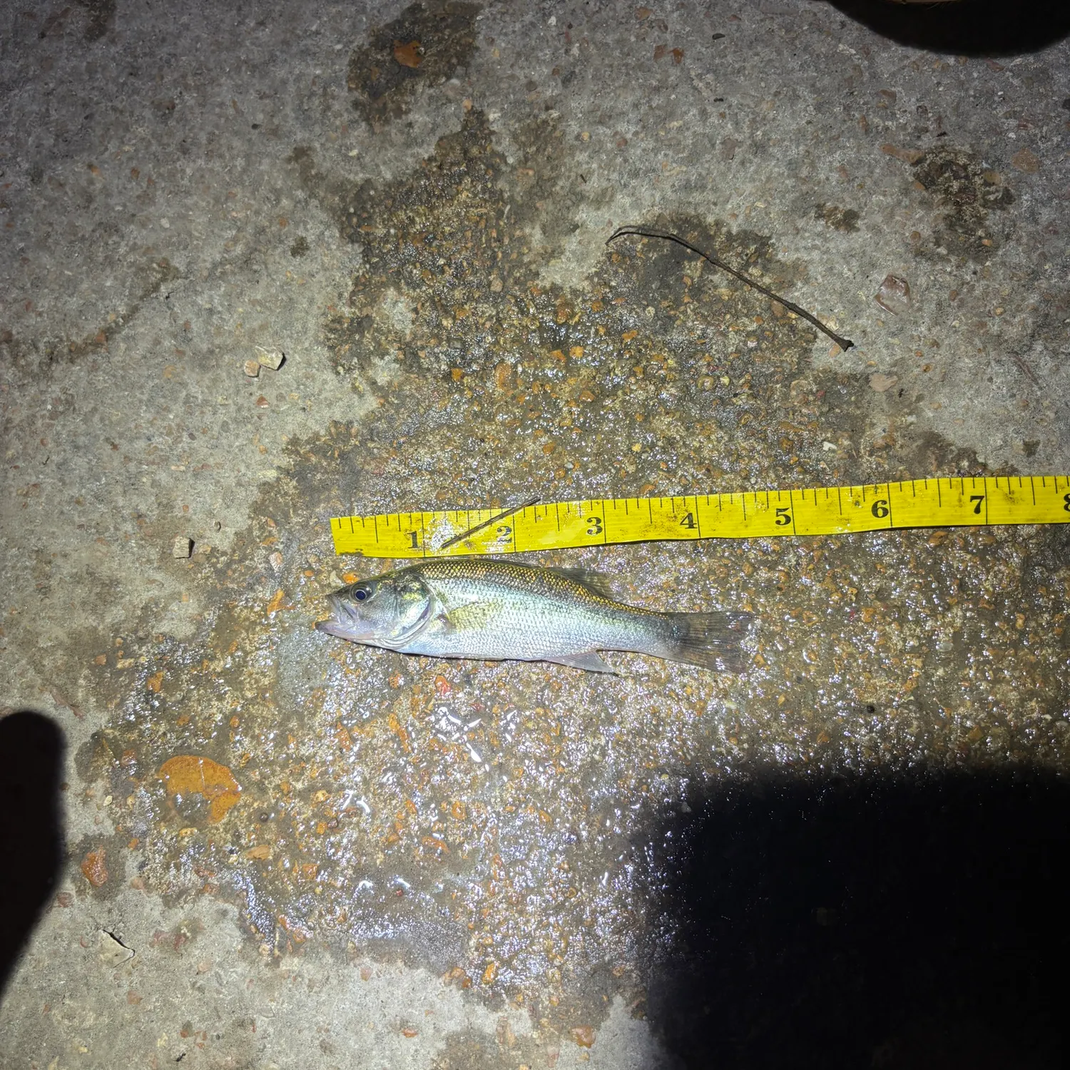 Spotted bass caught on Fishbrain