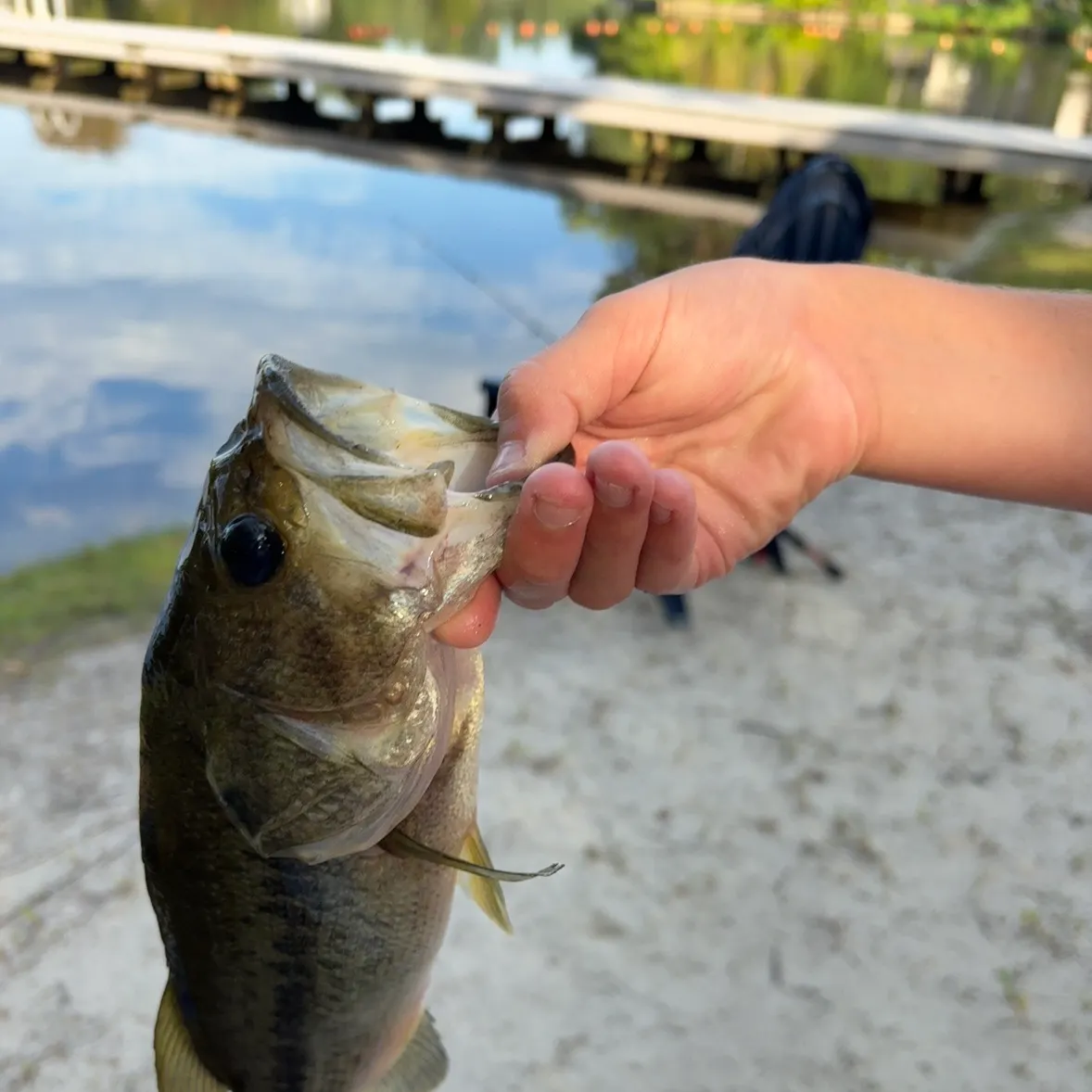 Largemouth bass caught on Fishbrain