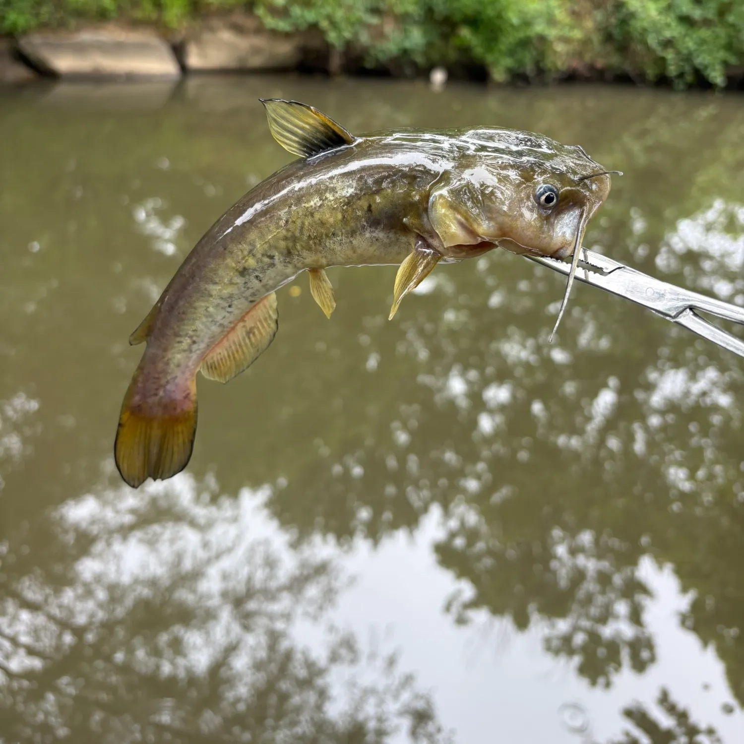 The most recent Flat bullhead catches on Fishbrain
