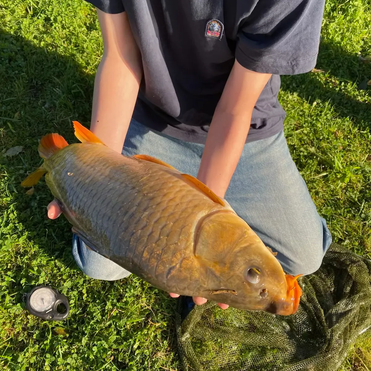 Common carp caught on Fishbrain