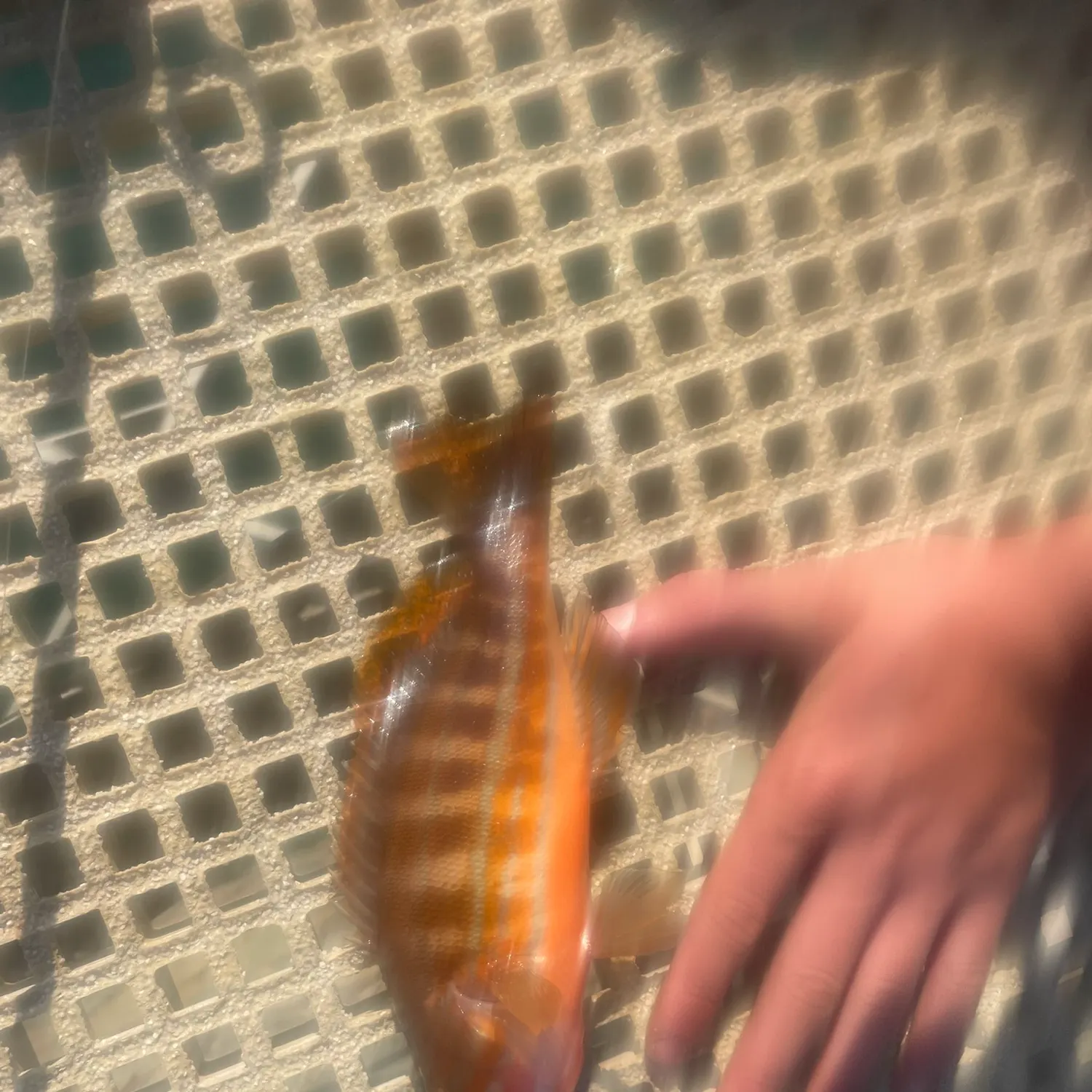 The most recent Painted comber catches on Fishbrain