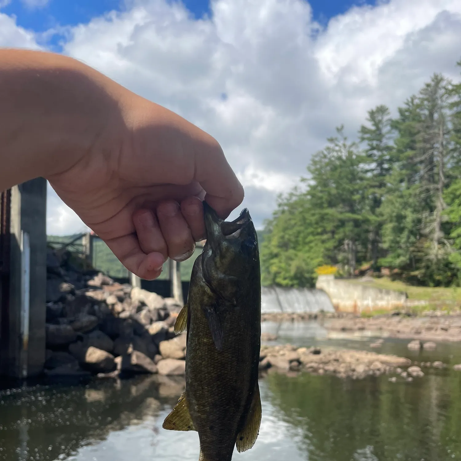 Smallmouth bass caught on Fishbrain