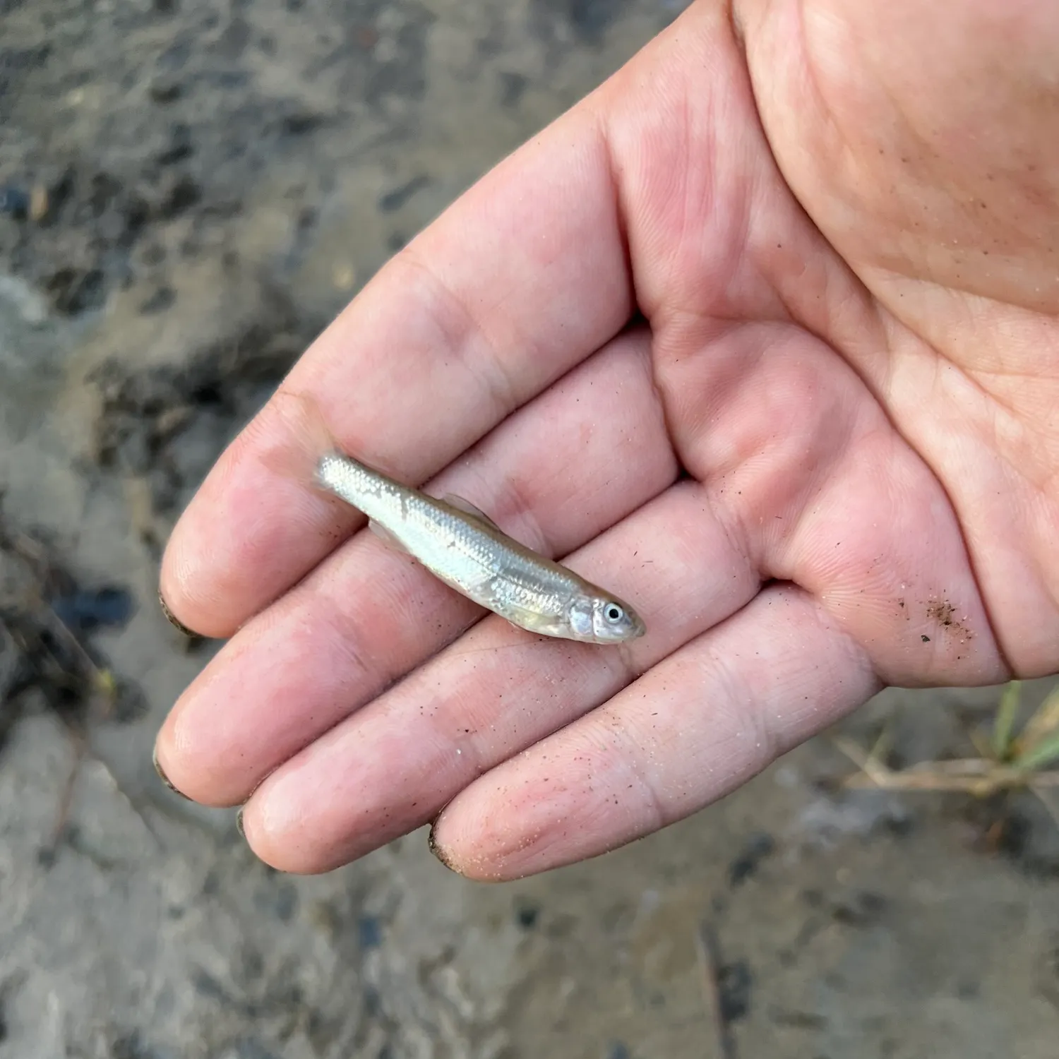 The most recent Silver shiner catches on Fishbrain