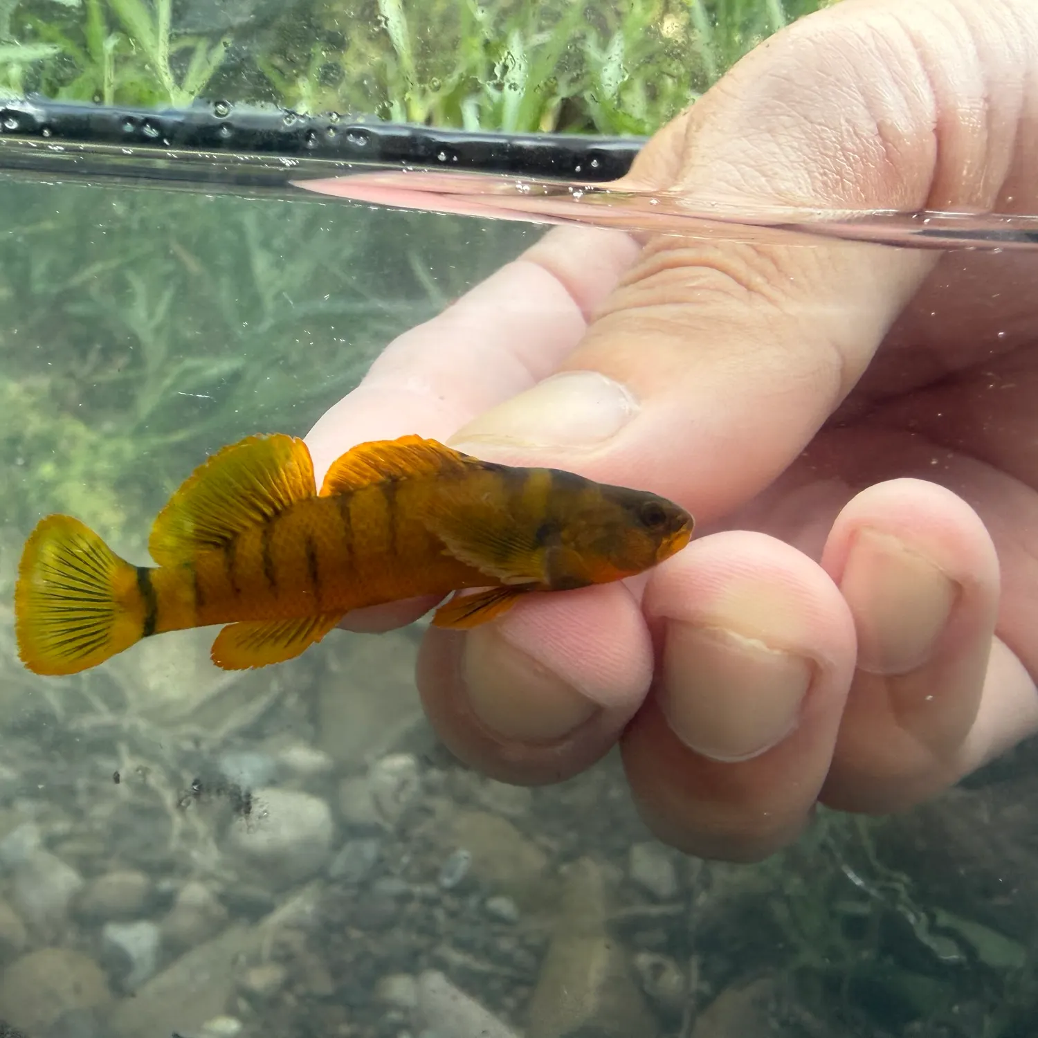 The most recent Tippecanoe darter catches on Fishbrain