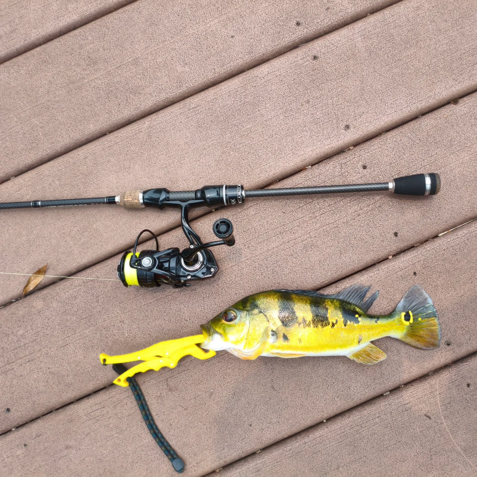 The most recent Orinoco peacock bass catches on Fishbrain