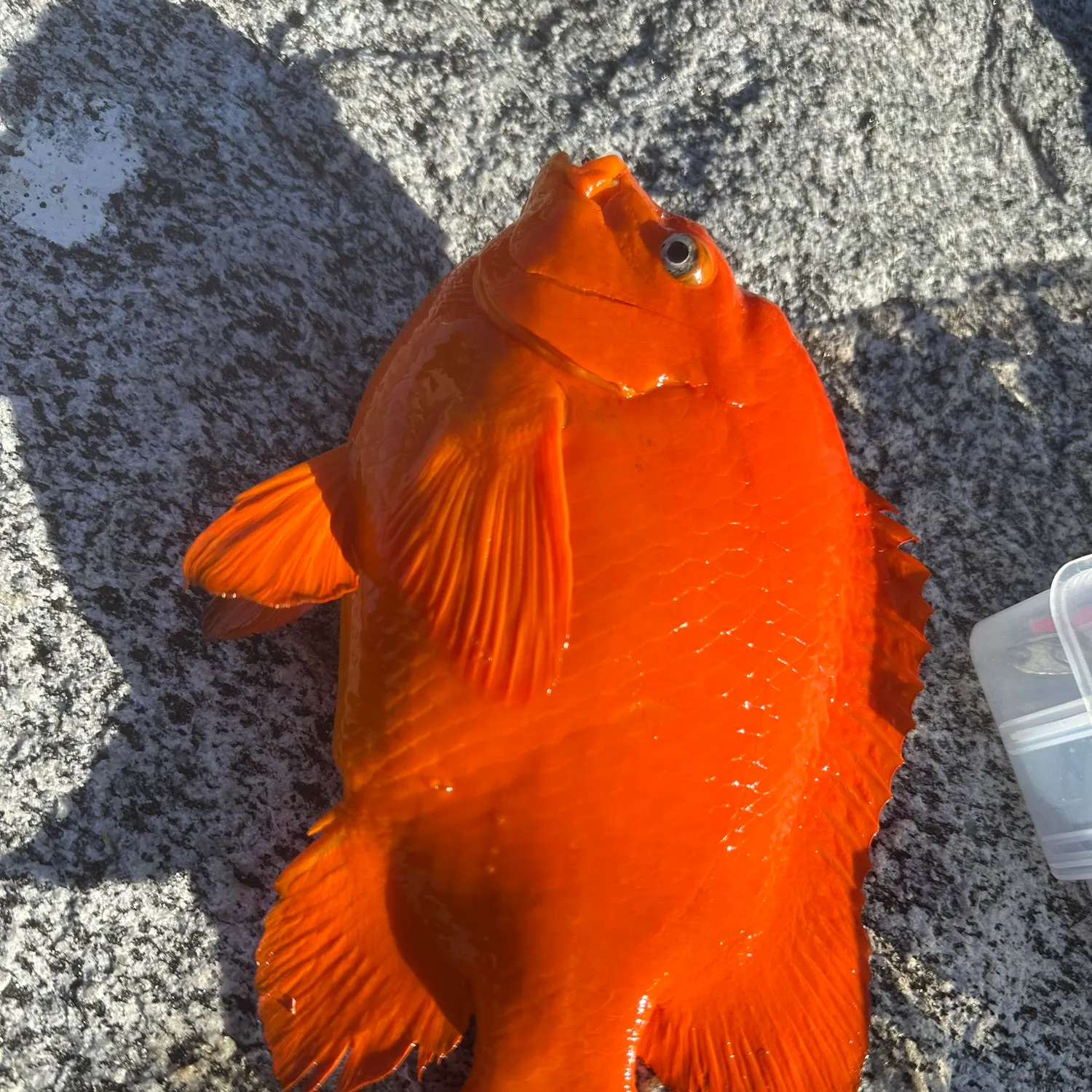 The most recent Garibaldi damselfish catches on Fishbrain