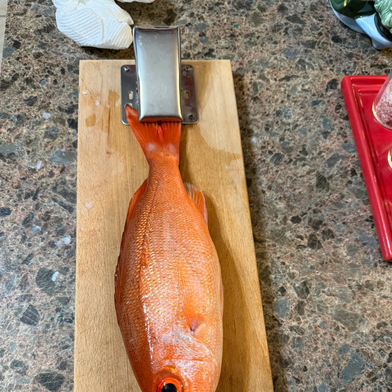 The most recent Vermilion snapper catches on Fishbrain