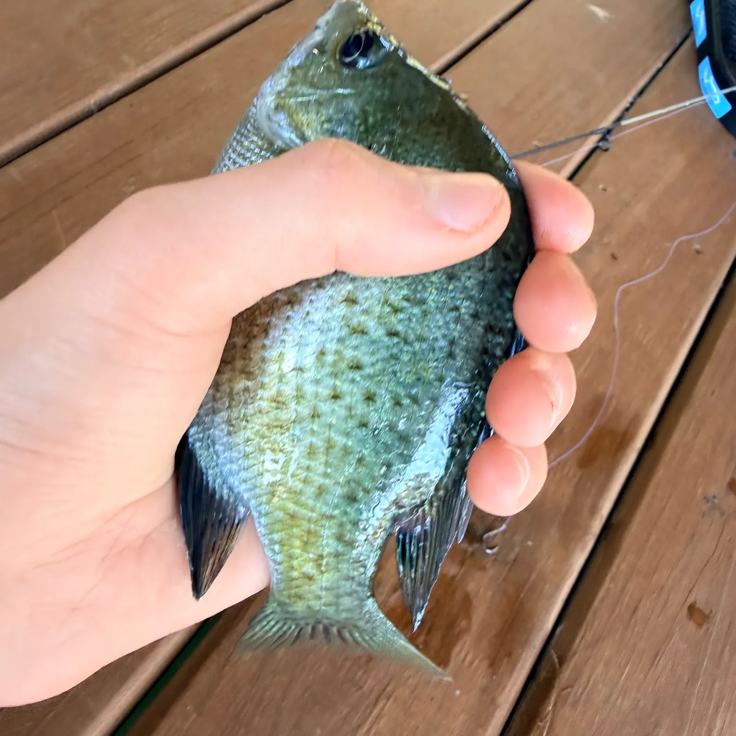 Bluegill caught on Fishbrain