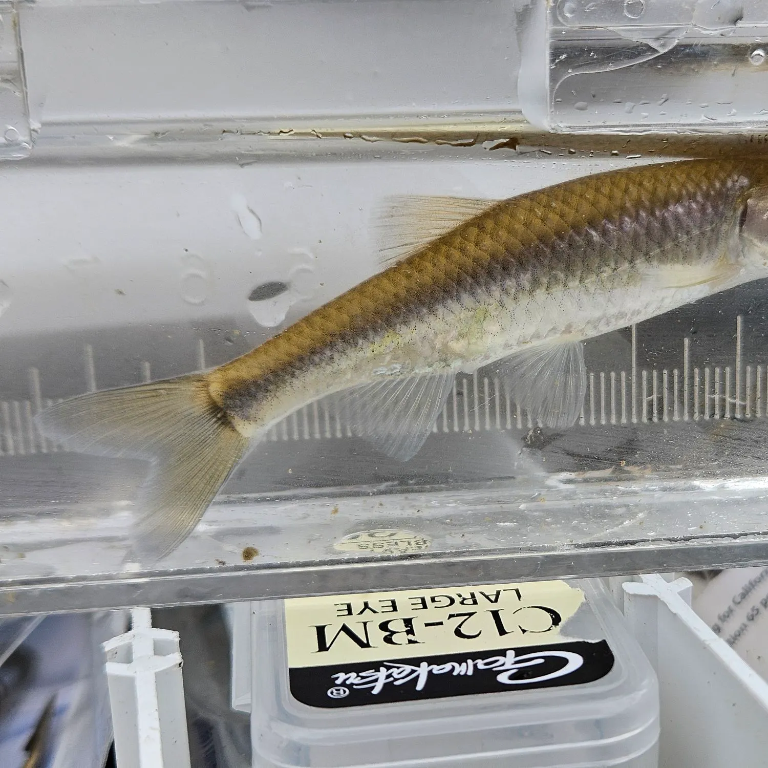 The most recent Satinfin shiner catches on Fishbrain
