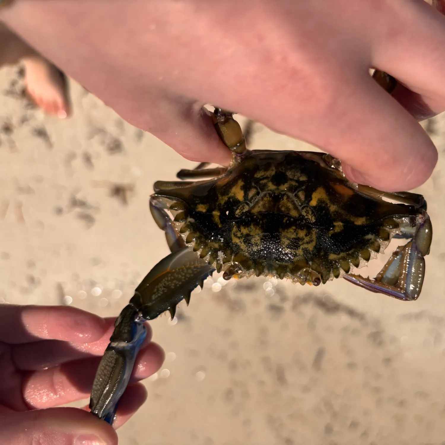 The most recent Blue swimmer crab catches on Fishbrain