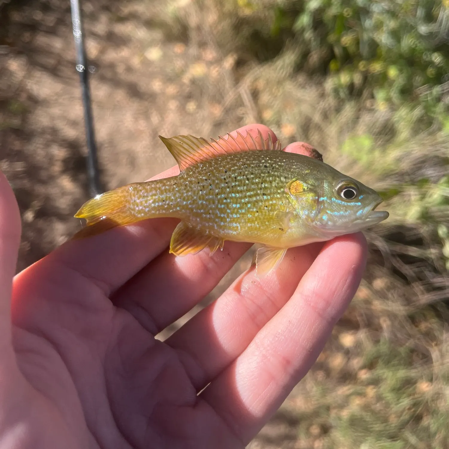 Green sunfish caught on Fishbrain