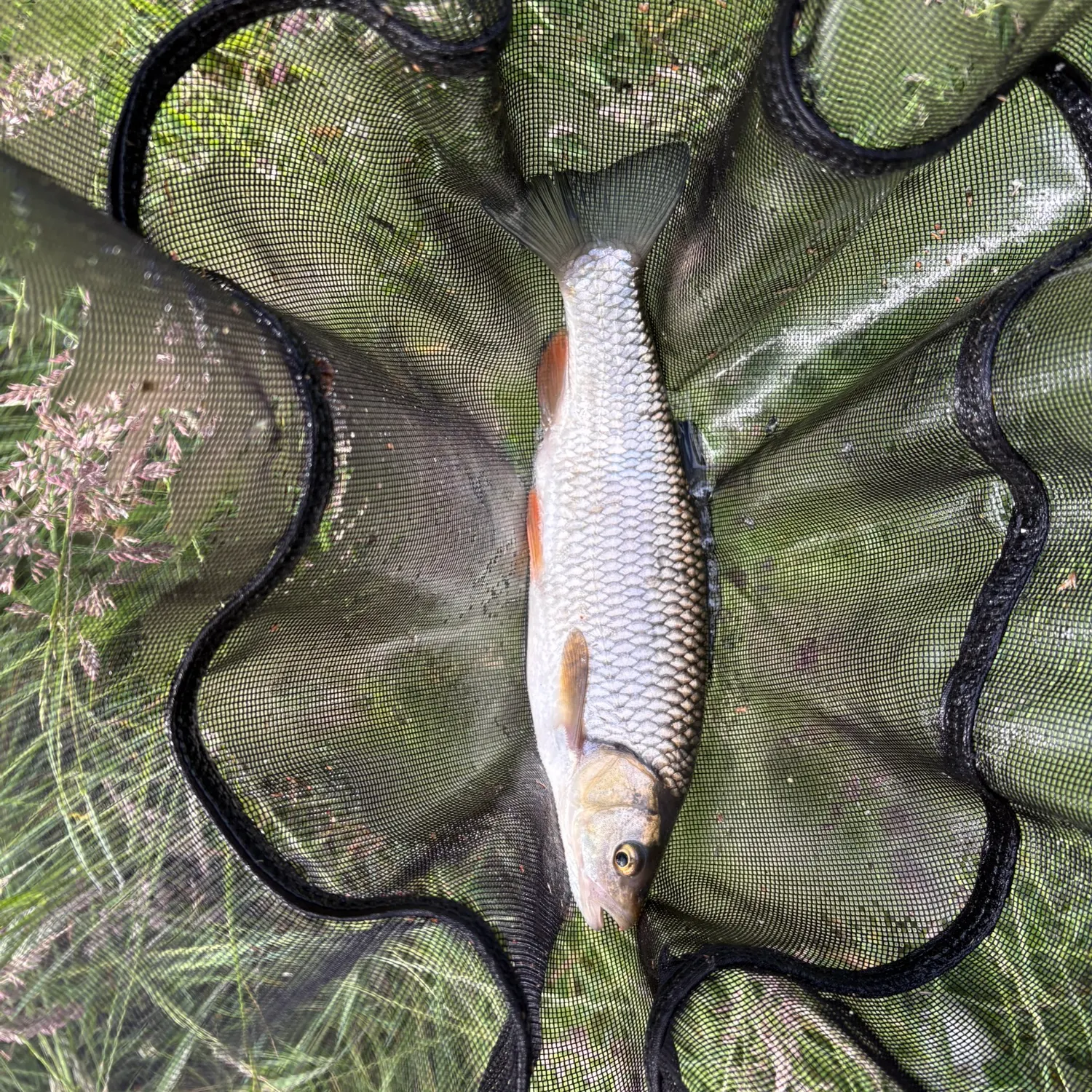 The most recent European chub catches on Fishbrain