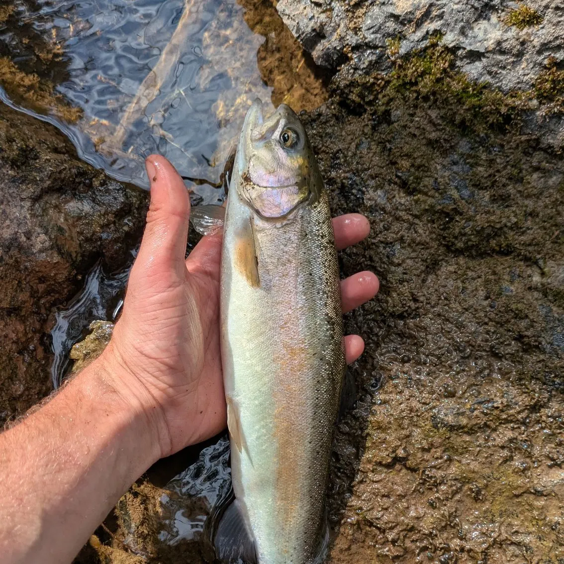 The most recent Rainbow trout catches on Fishbrain