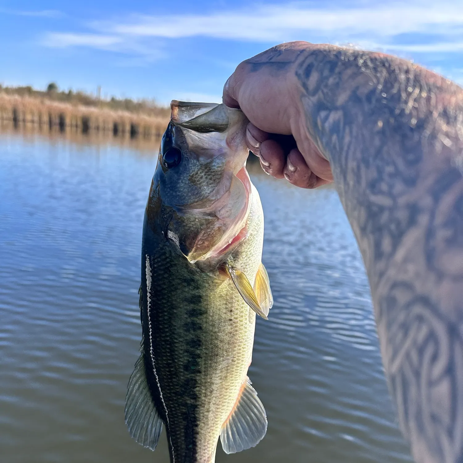 Largemouth bass caught on Fishbrain