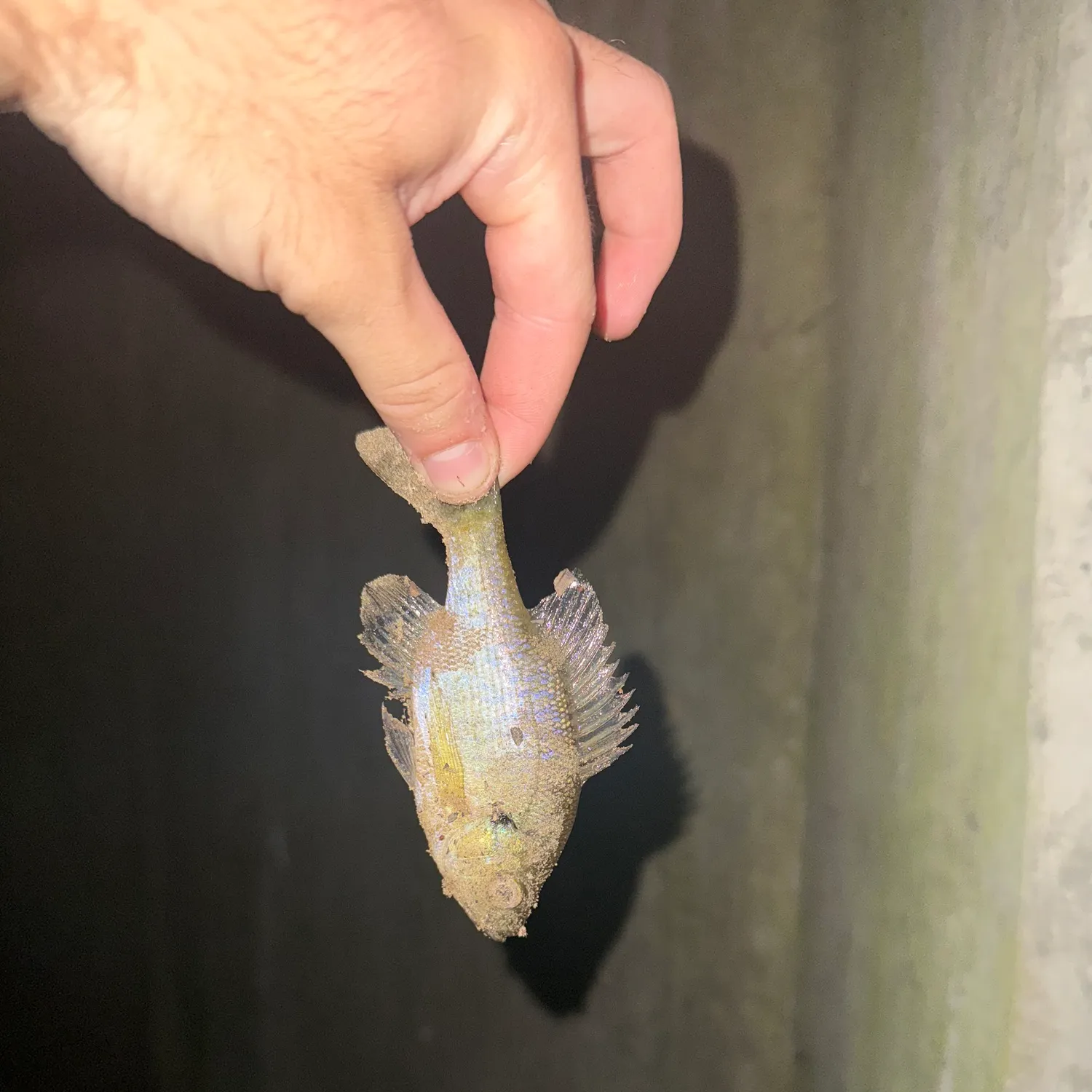 Bluegill caught on Fishbrain