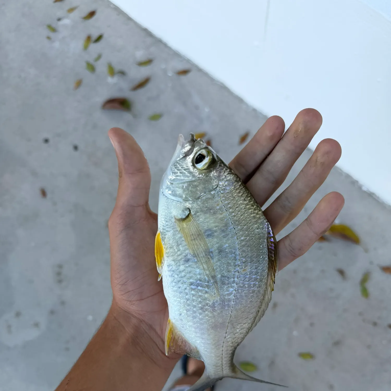 The most recent Yellowfin mojarra catches on Fishbrain