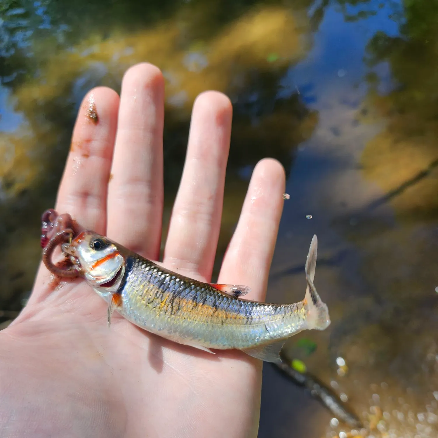 The most recent Warpaint shiner catches on Fishbrain