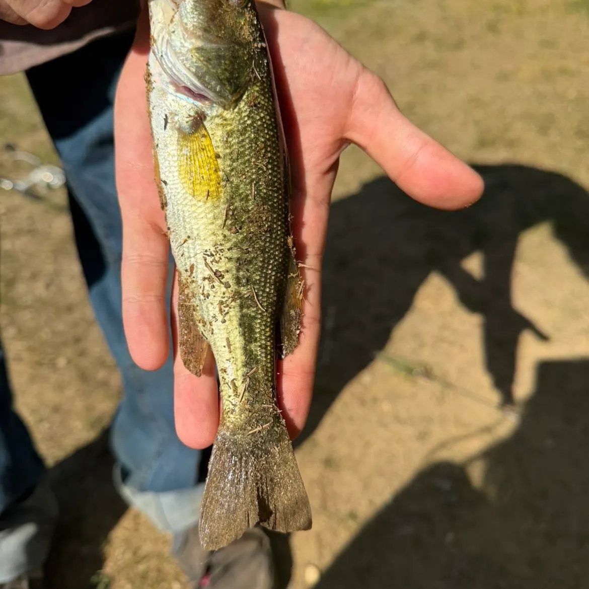 Smallmouth bass caught on Fishbrain